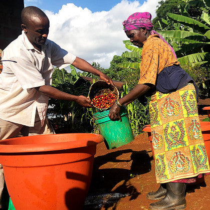 TANZANIA IYENGA MWALYEGO KIMULI {Light Roast}